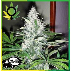 Blue Rhino 