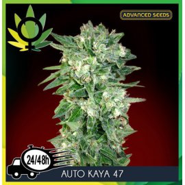 Auto Kaya 47