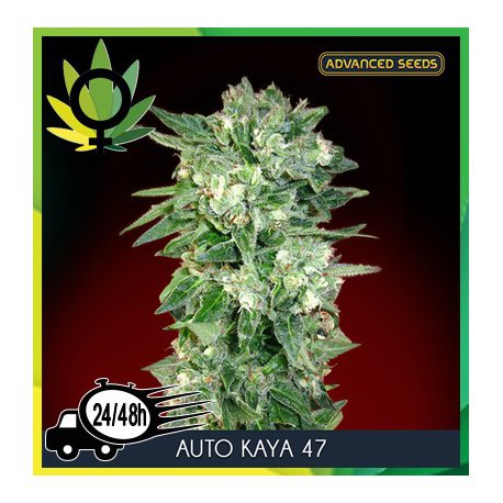 Auto Kaya 47
