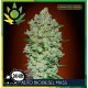 Bio Diesel Mass Autofloración