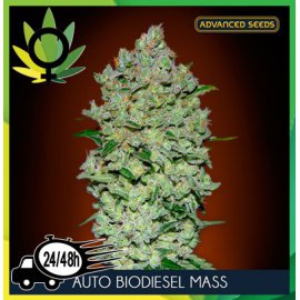 Bio Diesel Mass Autofloración