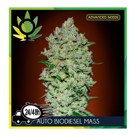 Bio Diesel Mass Autofloración