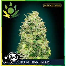 Auto Afghan Skunk