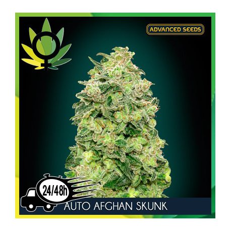 Auto Afghan Skunk