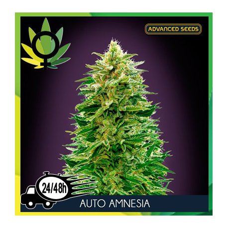 Auto Amnesia