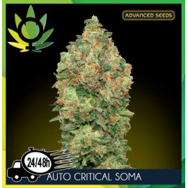 Auto Critical Soma