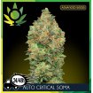 Auto Critical Soma