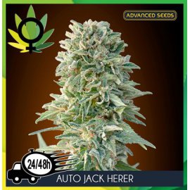 Auto Jack Herer