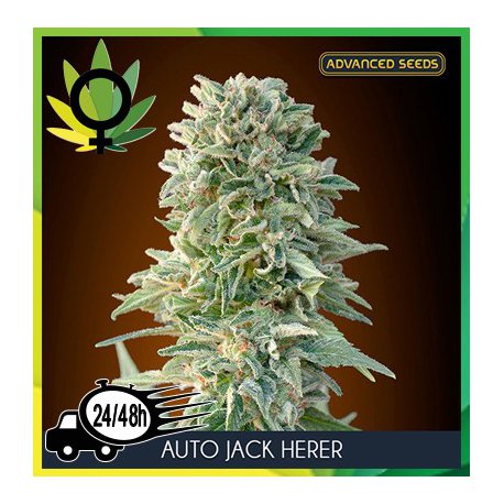 Auto Jack Herer