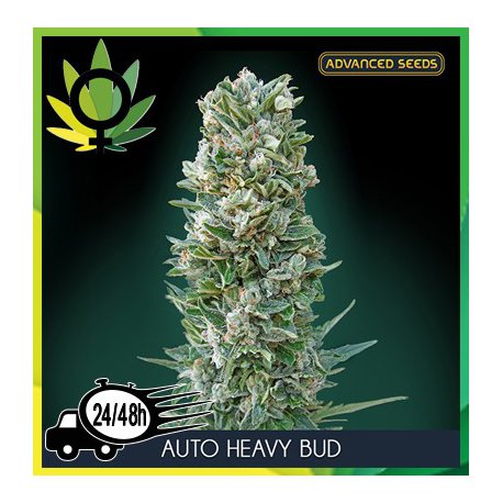 Auto Heavy Bud