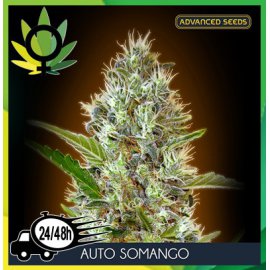 Auto Somango