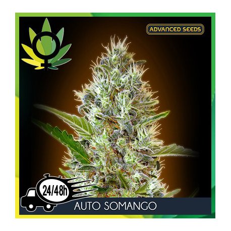 Auto Somango