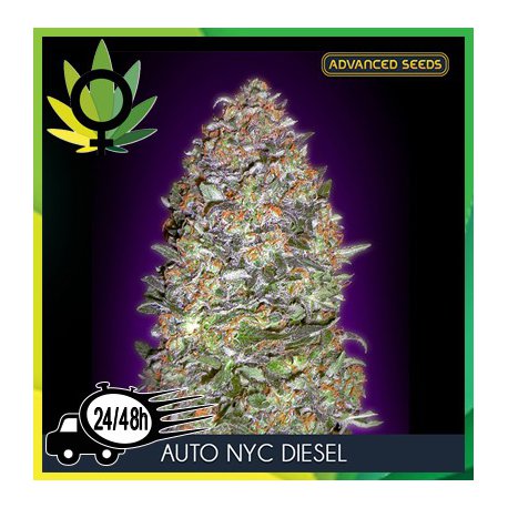 Auto NYC Diesel