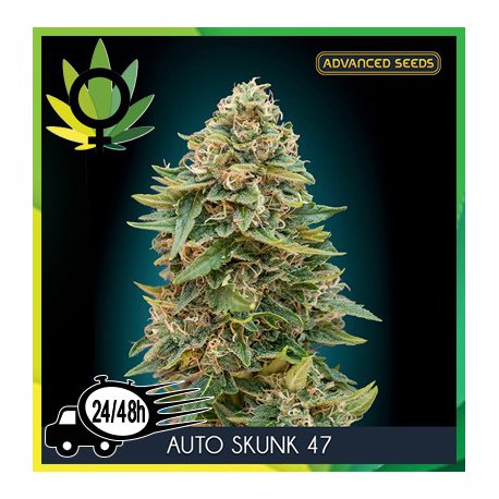Auto Skunk 47