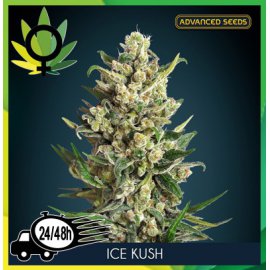 Ice Kush