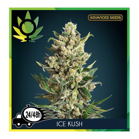 Ice Kush