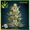 Ice Kush