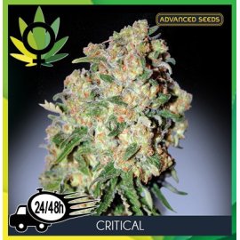 Critical 