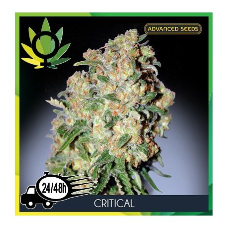 Critical 