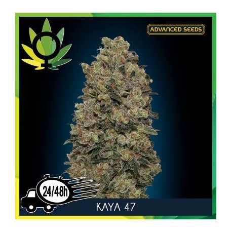 Kaya 47