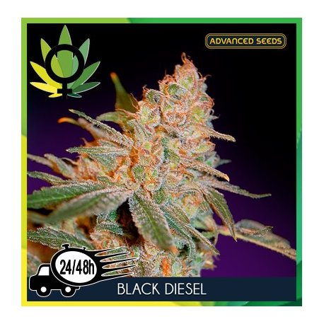 Black Diesel