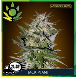 Jack Plant
