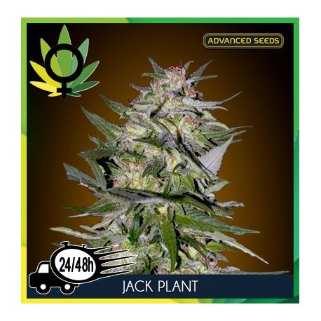 Jack Plant