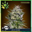Jack Plant