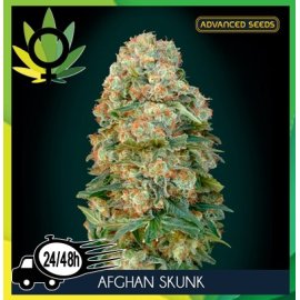 Afghan Skunk