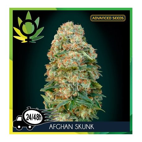 Afghan Skunk