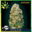 Afghan Skunk