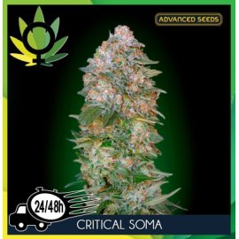 Critical Soma