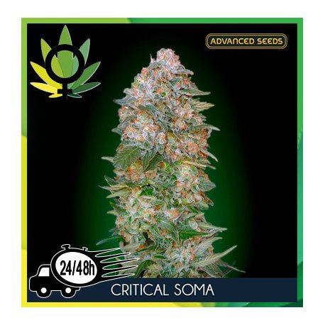 Critical Soma