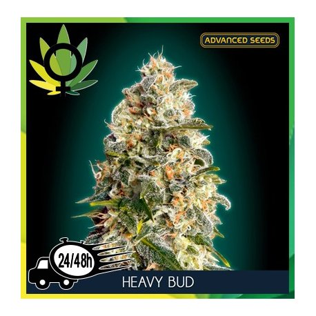Heavy Bud