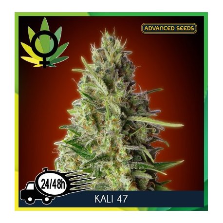 Kali 47
