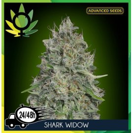 Shark Widow