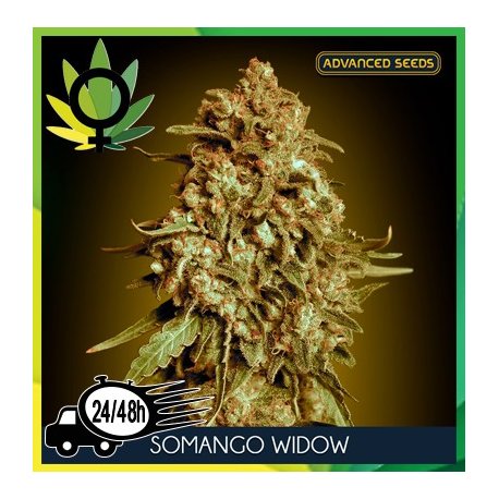 Somango Widow