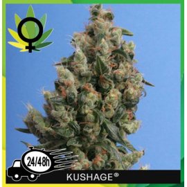 Kushage