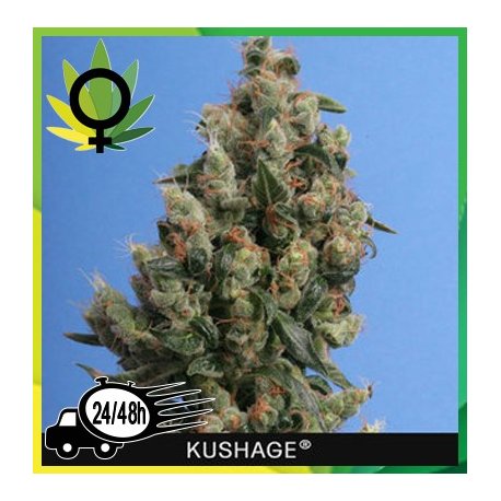 Kushage