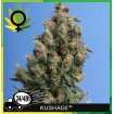 Kushage