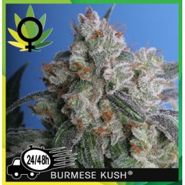 Burmese Kush