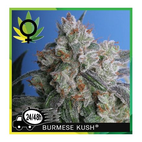 Burmese Kush