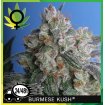 Burmese Kush