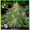 S.A.G.E.
