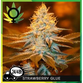 Strawberry Glue