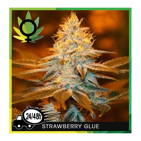 Strawberry Glue