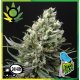 Ripper Haze