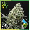 Ripper Haze