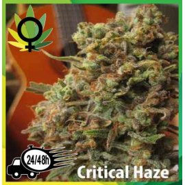Critical Haze