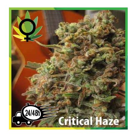 Critical Haze